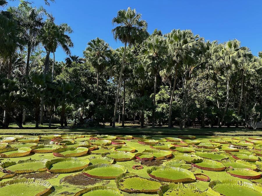 que faire à l'ile maurice : jardin pamplemousse