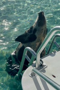 SWIMMINGS PIGS EXUMA