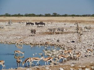 etosha namibie