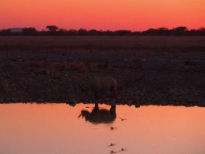 etosha namibie
