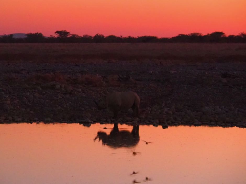 etosha namibie