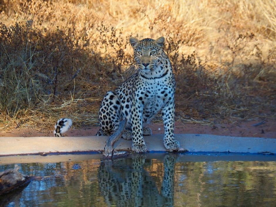 okonjima leopard tracking