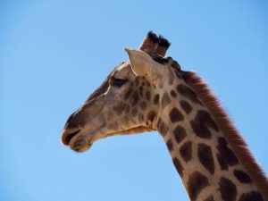 hotel girafe namibie